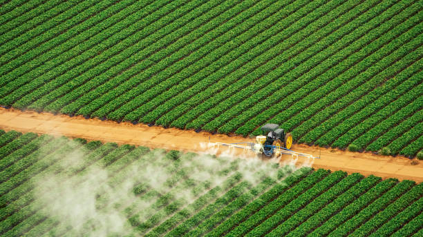 Best Termite Control Services  in Livingston, AL